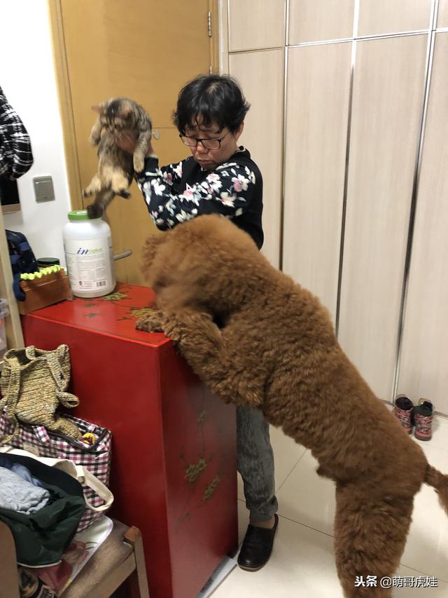 小主子來借住「偶不准」～大汪汪「怒拍桌抗議」：哪裡來的貓！