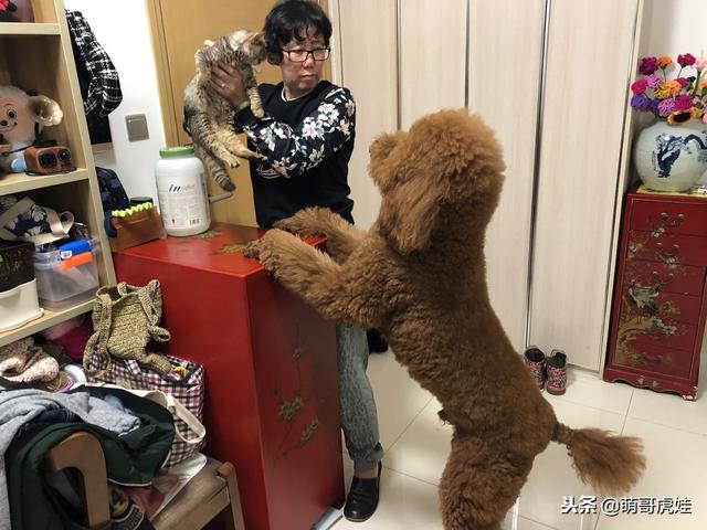 小主子來借住「偶不准」～大汪汪「怒拍桌抗議」：哪裡來的貓！