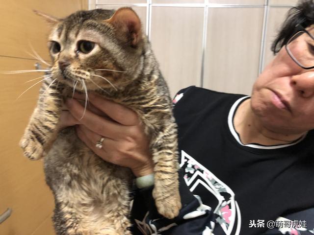 小主子來借住「偶不准」～大汪汪「怒拍桌抗議」：哪裡來的貓！