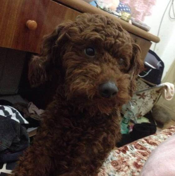 路邊看到一條瘦的像魔鬼的流浪狗，經過三個月後變成了小王子