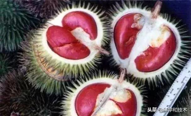 東南亞9大奇葩水果，第3個在中國最受歡迎！