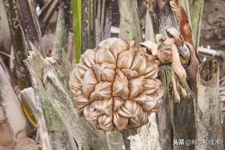東南亞9大奇葩水果，第3個在中國最受歡迎！