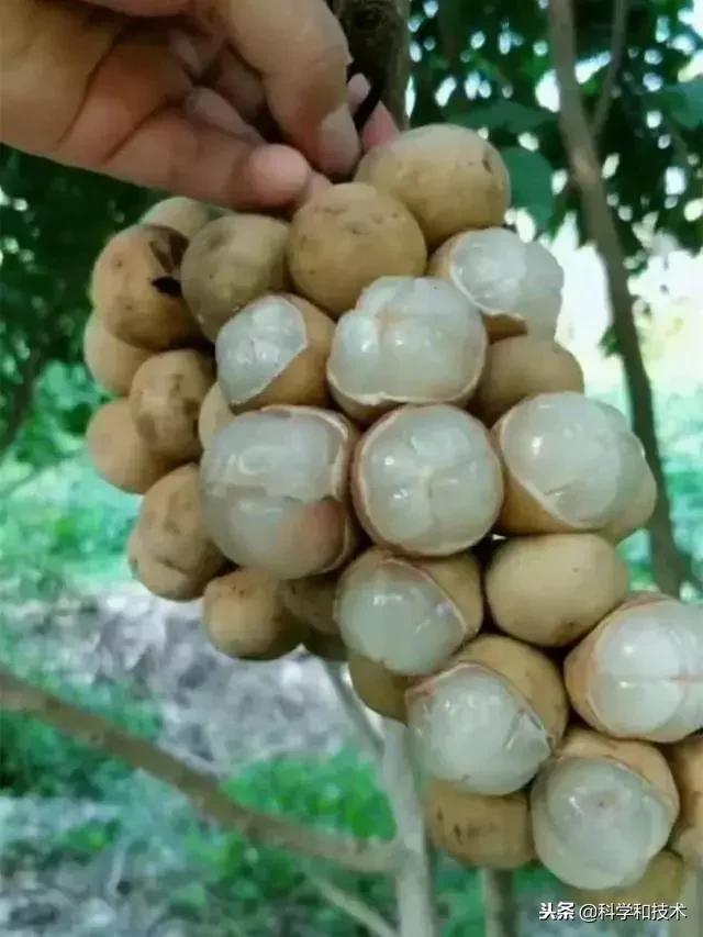 東南亞9大奇葩水果，第3個在中國最受歡迎！