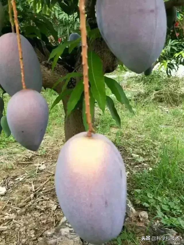 東南亞9大奇葩水果，第3個在中國最受歡迎！