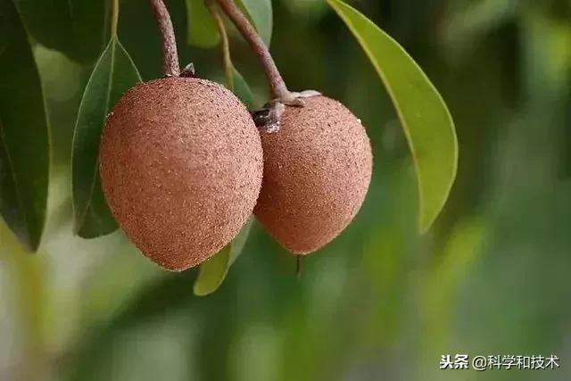東南亞9大奇葩水果，第3個在中國最受歡迎！