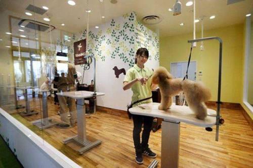 開始打擊不人道繁殖，新法元旦實行，寵物店只能出售救助動物