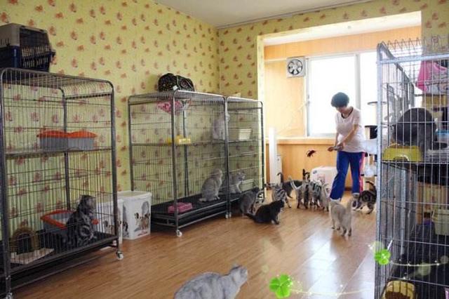 開始打擊不人道繁殖，新法元旦實行，寵物店只能出售救助動物