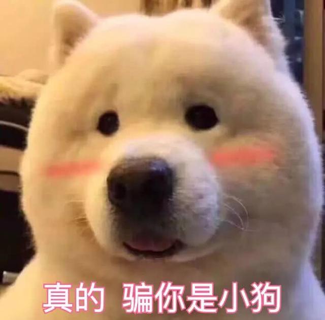 無效的打罵懲罰，對狗來說就是虐待
