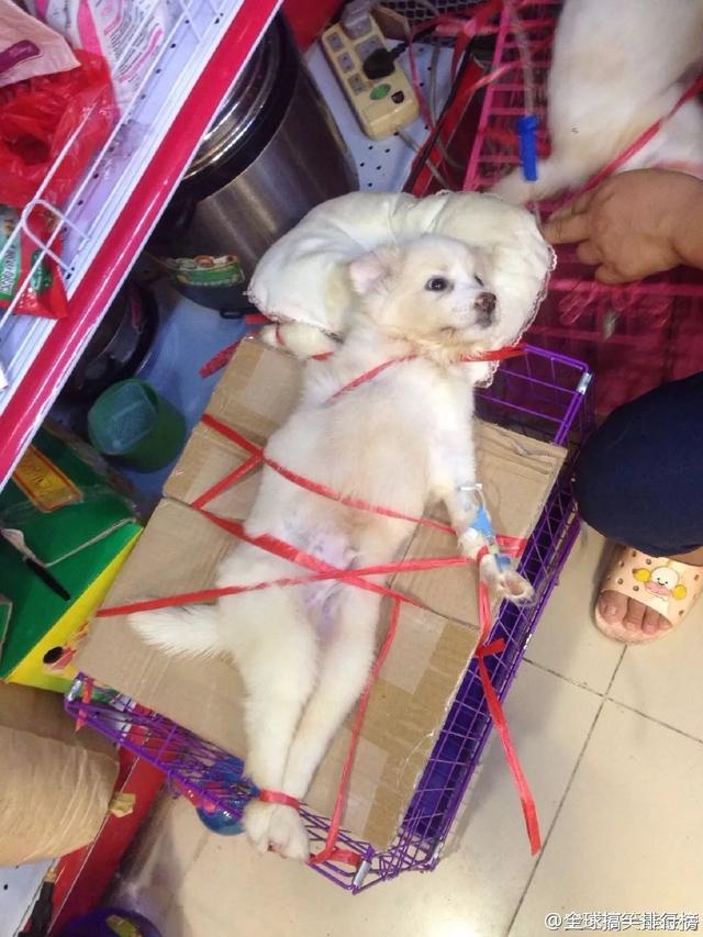 狗狗到底能不能吃鹽，吃多了吃少了都有問題