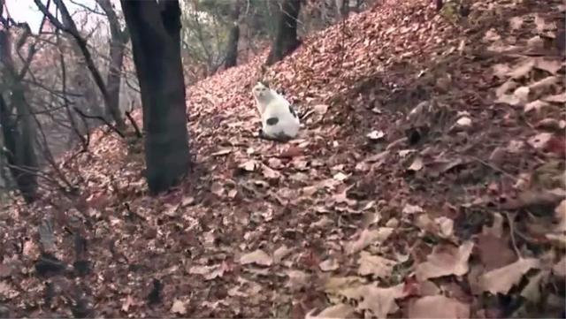 流浪貓堅守在山上等待主人，被當孕貓救助後，才知大肚子都是肥肉