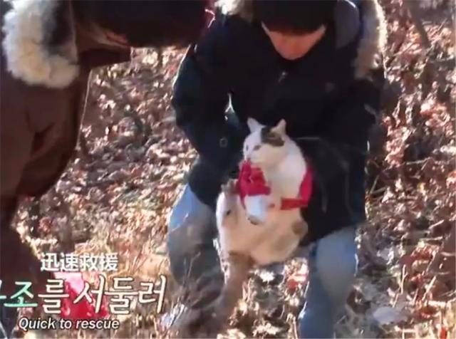 流浪貓堅守在山上等待主人，被當孕貓救助後，才知大肚子都是肥肉