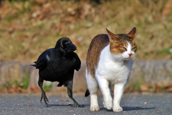 烏鴉根本是動物界裡最狂的流氓　看到「屁屁」還會有忍不住的怪癖