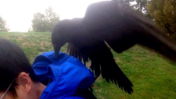 烏鴉根本是動物界裡最狂的流氓　看到「屁屁」還會有忍不住的怪癖