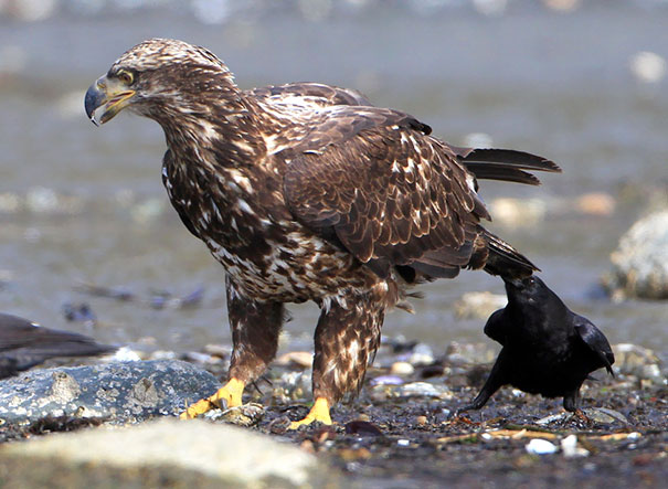 烏鴉根本是動物界裡最狂的流氓　看到「屁屁」還會有忍不住的怪癖