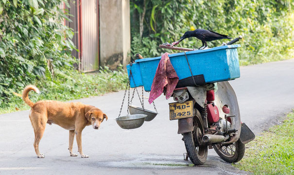 烏鴉根本是動物界裡最狂的流氓　看到「屁屁」還會有忍不住的怪癖