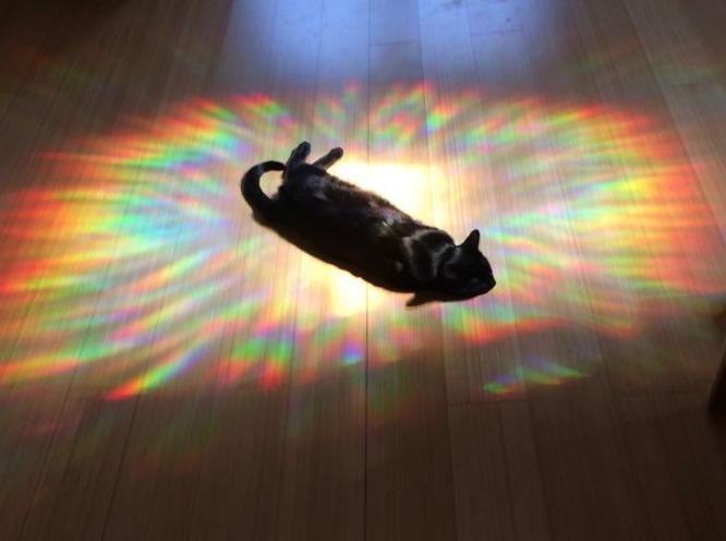 喵星人的祭拜？　30張「有陽光就開啟充電模式」的太陽能貓咪照片