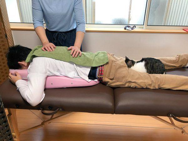 日本貓咖推出推拿服務，然而店貓卻喜歡給正骨師搗亂