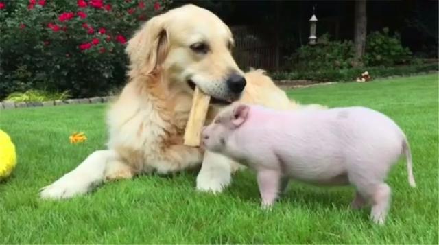 金毛成為小豬保姆，每日細心照顧寵物豬，被戲稱為牧豬犬