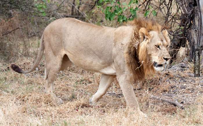 它就是「進化成雄獅模樣」的超MAN母獅子，經過研究後證明未來的動物世界會更精彩啊