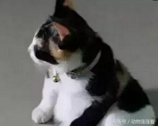羨慕朋友領養的貓「背影好優雅」　一看它轉頭卻笑噴：熊貓你親戚？