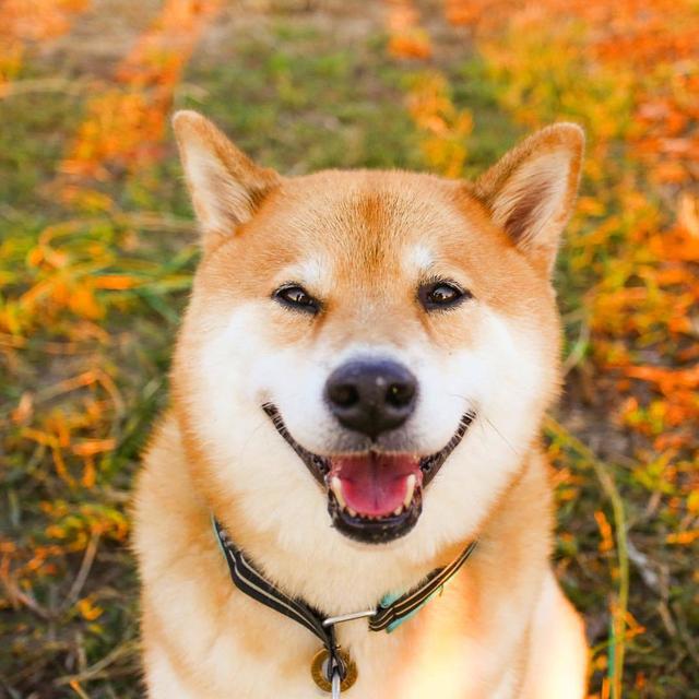 狗狗眼睛，如果出現這6種情況，說明它生病了