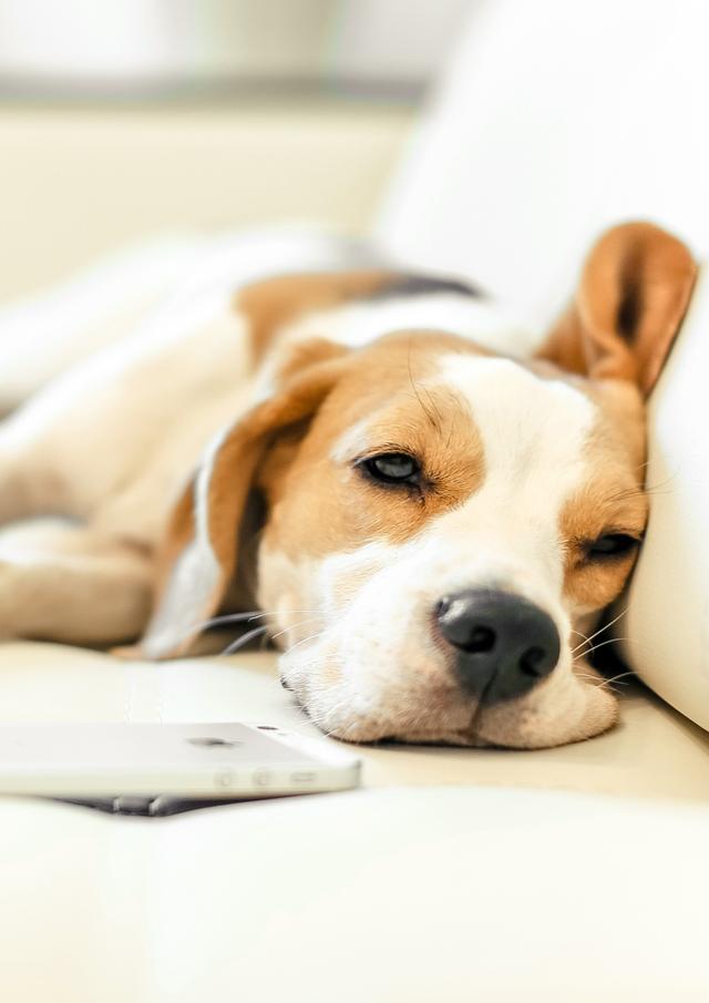 狗狗眼睛，如果出現這6種情況，說明它生病了