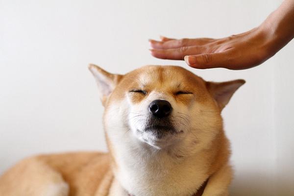 狗狗眼睛，如果出現這6種情況，說明它生病了