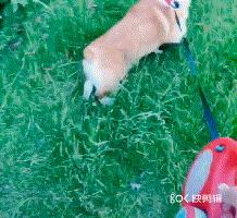 拒食訓練，狗狗從此出門不亂吃