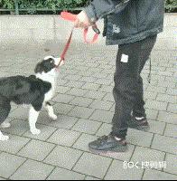 拒食訓練，狗狗從此出門不亂吃