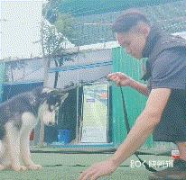 拒食訓練，狗狗從此出門不亂吃
