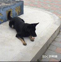 拒食訓練，狗狗從此出門不亂吃