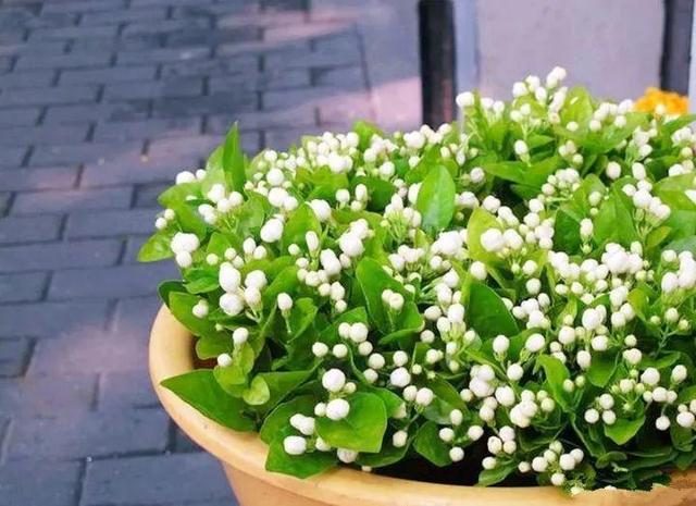 這10種花也能當菜吃，花摘一摘，炒雞蛋噴兒香！