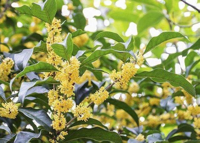 這10種花也能當菜吃，花摘一摘，炒雞蛋噴兒香！