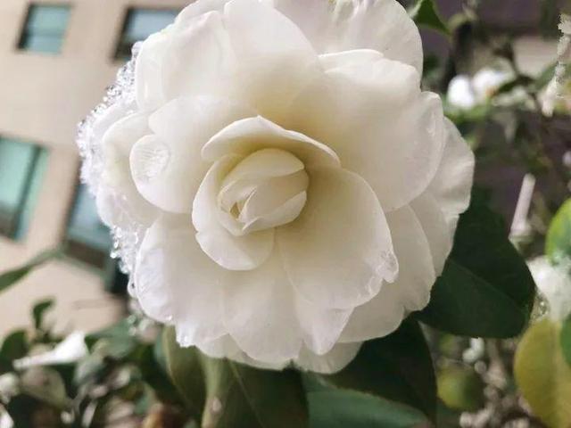 這10種花也能當菜吃，花摘一摘，炒雞蛋噴兒香！