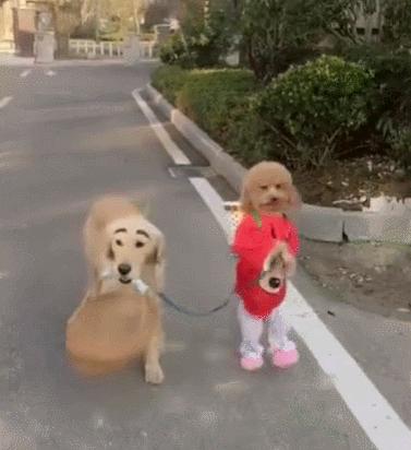 泰迪為什麼會站著走路？泰迪犬站著走路的危害有哪些？