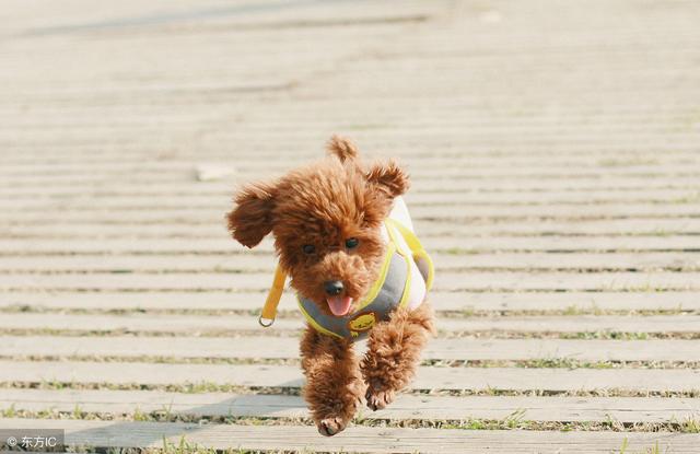 泰迪為什麼會站著走路？泰迪犬站著走路的危害有哪些？