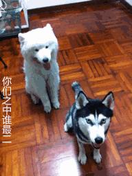 哈士奇是不是天底下最二的狗狗？一邊被隊友坑，一邊還要保持微笑