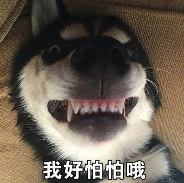 哈士奇是不是天底下最二的狗狗？一邊被隊友坑，一邊還要保持微笑