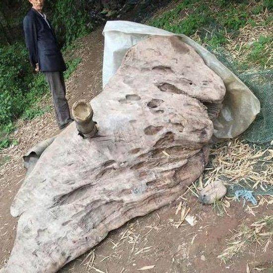 撿回「翅膀」形狀的一塊枯木，鋸開後全都懵圈了，驢友開價100萬