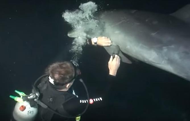 潛水中「海豚突然衝過來」！一看「牠的身體」卻讓眾人慚愧：對不起...