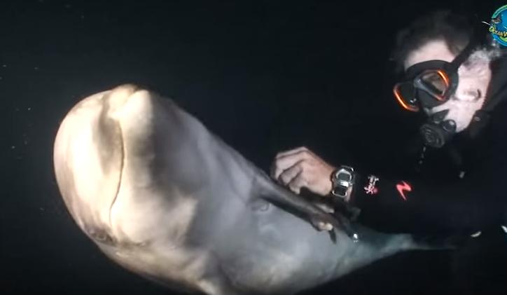 潛水中「海豚突然衝過來」！一看「牠的身體」卻讓眾人慚愧：對不起...