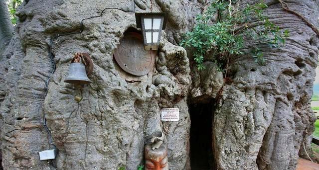 一棵活了6000年的樹，直徑21公尺可以開店鋪，「內有乾坤」吸引大量遊客