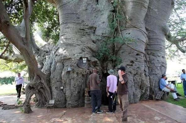 一棵活了6000年的樹，直徑21公尺可以開店鋪，「內有乾坤」吸引大量遊客