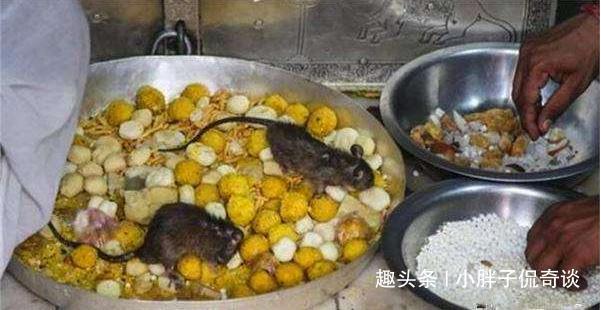 女子去印度寺廟遊玩，不小心踩死一隻老鼠，卻面臨天價賠償！