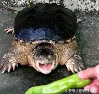 喪心病狂的男子突發奇想拿超辣辣椒喂鱷龜，沒想到鱷龜吃下辣椒後，居然變成這樣，大家都呆了！...