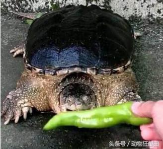 喪心病狂的男子突發奇想拿超辣辣椒喂鱷龜，沒想到鱷龜吃下辣椒後，居然變成這樣，大家都呆了！...