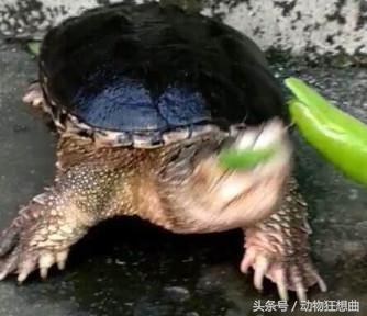喪心病狂的男子突發奇想拿超辣辣椒喂鱷龜，沒想到鱷龜吃下辣椒後，居然變成這樣，大家都呆了！...