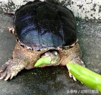 喪心病狂的男子突發奇想拿超辣辣椒喂鱷龜，沒想到鱷龜吃下辣椒後，居然變成這樣，大家都呆了！...