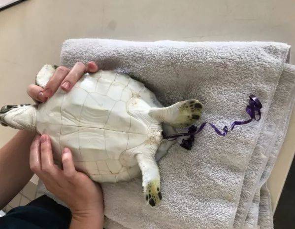 他們探勘世界最深的海底，拍下了這些令人從頭涼到腳的畫面