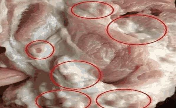 豬身上最髒的「器官」，含有大量的「癌細胞」，別忽視，否則癌症不請自來！